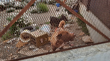 Encuentran a tres perros en una situación extrema, uno de ellos agonizante