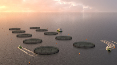 En Las Malvinas, los isleños debaten la instalación de salmoneras a gran escala