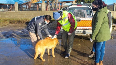 En Tolhuin se redujo en casi un 50% la presencia de perros sueltos en las calles