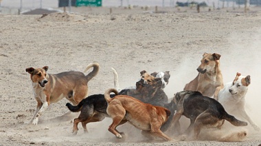 Presentan una guía clave para abordar la problemática de perros de vida libre