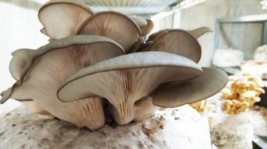 Impulsan la producción comercial de hongos comestibles en Tierra del Fuego