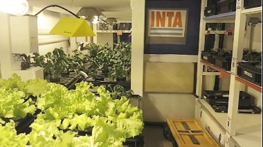 El cultivo hidropónico florece en la Antártida Argentina