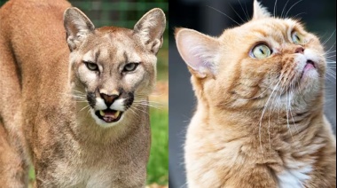 “Analizando el video parece ser un gato grande y no un puma”