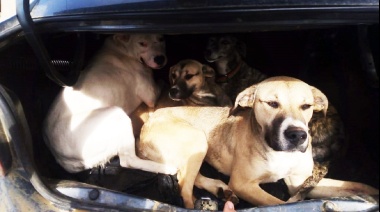 Detenido llevando 4 perros en el baúl de su auto