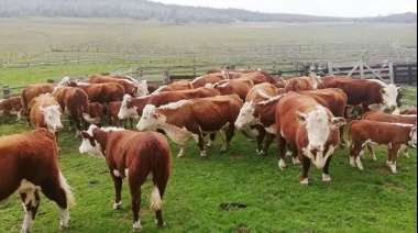 Le roban 240 vacas al legislador Lechman