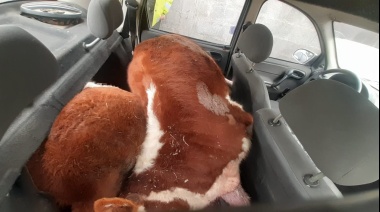 Llevaban un vacuno en el asiento trasero de un auto