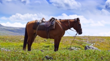Esta grave la chica que cayó de un caballo en Ushuaia