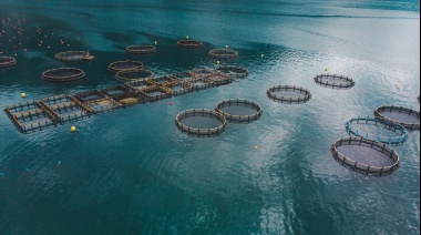 Salmoneras en Tierra del Fuego: Debate entre viabilidad económica y conservación ambiental