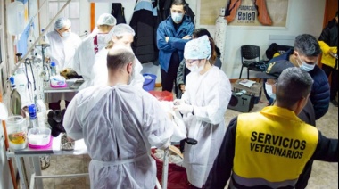 Jornadas de castración y chipeo en la Margen Sur
