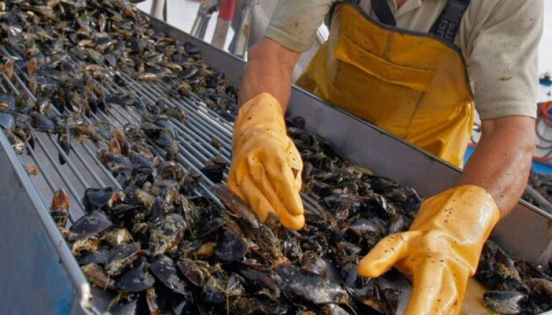 “El cultivo de mejillones en Tierra del Fuego enfrenta desafíos, pero tiene un gran potencial”