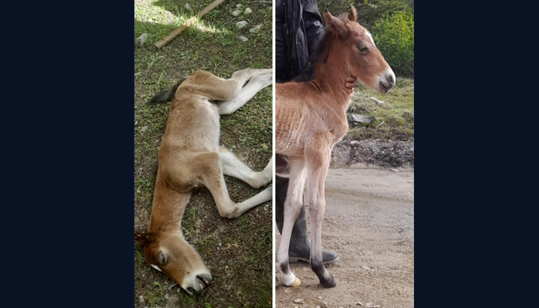 Conmoción por la muerte de un potrillo recién nacido