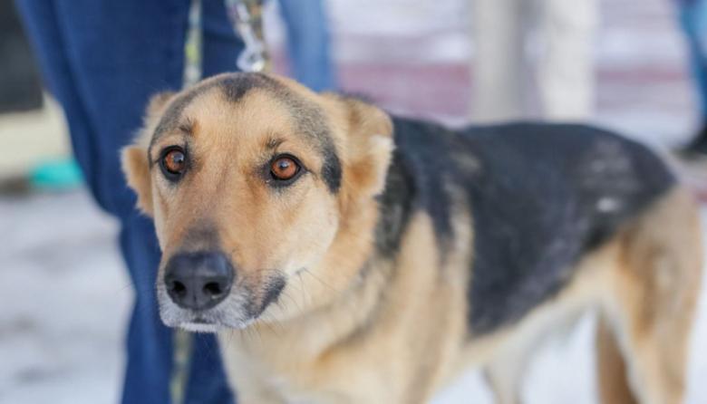 Municipio RGA: realiza una nueva jornada de adopción responsable en la costanera