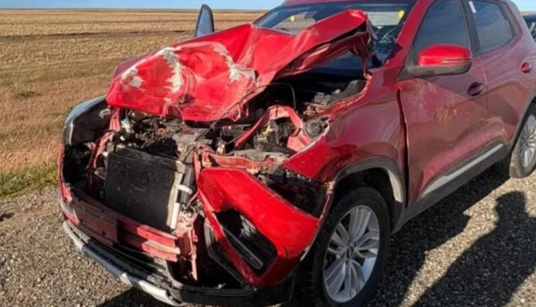 Un guanaco cruzó la calzada y fue embestido por un vehículo en la Ruta 3