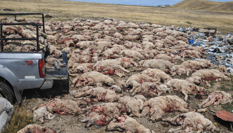 Perros mataron más de 120 corderos en la Misión Salesiana
