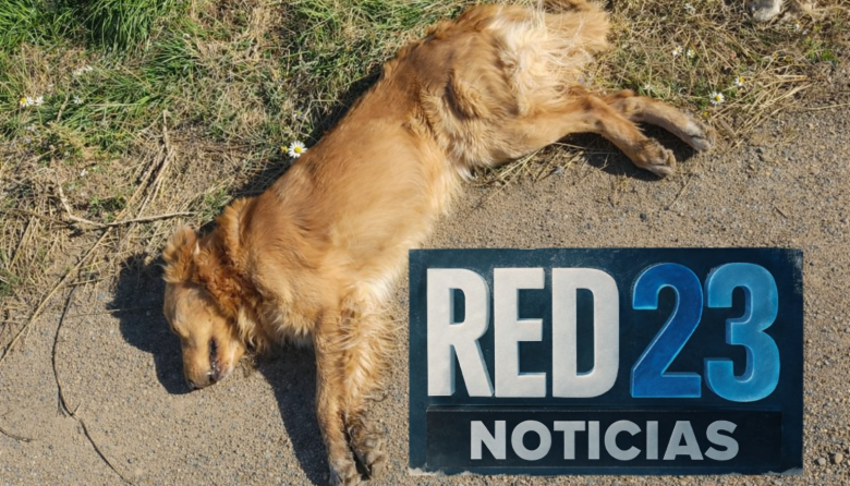 Río Grande: a balazos, mataron a un perro adiestrado para niños con autismo y dejaron otro herido