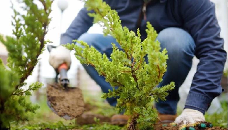 Plantar árboles: el Municipio mantiene la bonificación impositiva para vecinos comprometidos con el ambiente