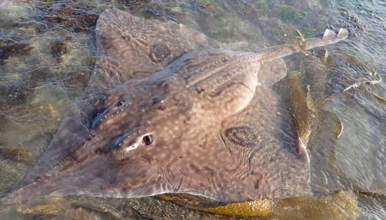 Expedición que abre el mapa marino en Tierra del Fuego