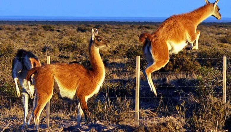 Chubut abre el mercado a la carne de guanaco: un nuevo jugador en la mesa patagónica
