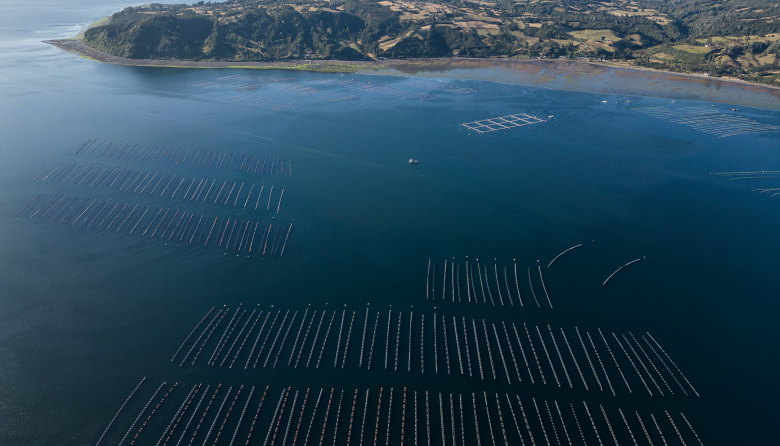 Impulsan un recurso judicial para frenar la instalación de salmoneras en la provincia