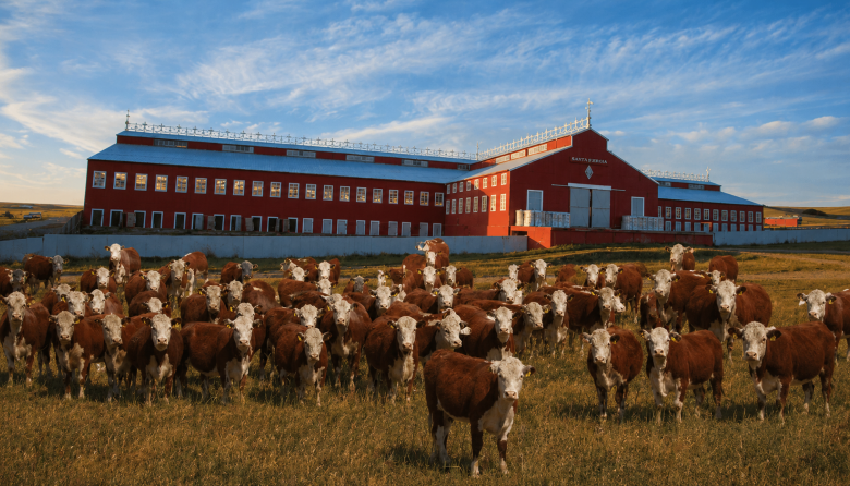 Denunciaron tres meses después el robo y la desaparición de terneros Hereford en la estancia María Behety