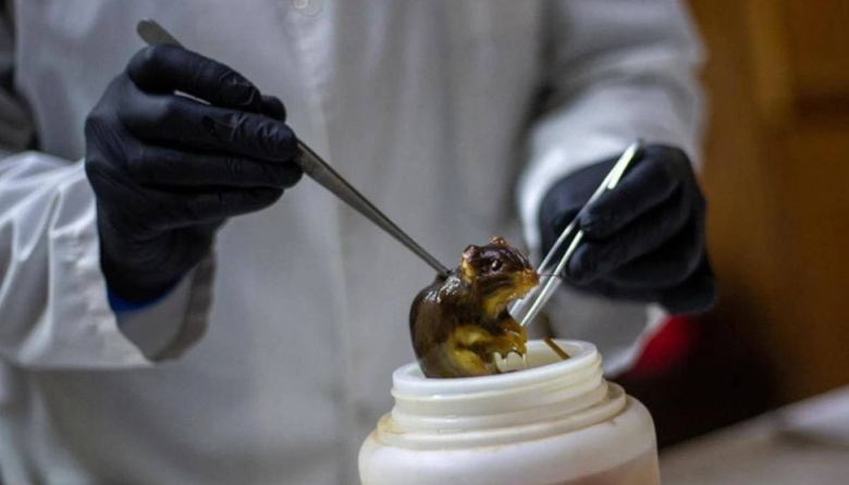 Un científico fueguino salió a desmentir versiones sobre hantavirus