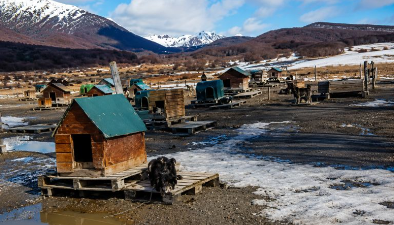 Reavivan el debate por las condiciones de los perros de trineo en Ushuaia