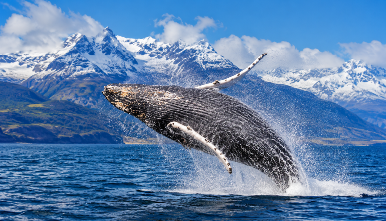 El avistaje de ballenas puede convertirse en una nueva atracción turística para Tierra del Fuego