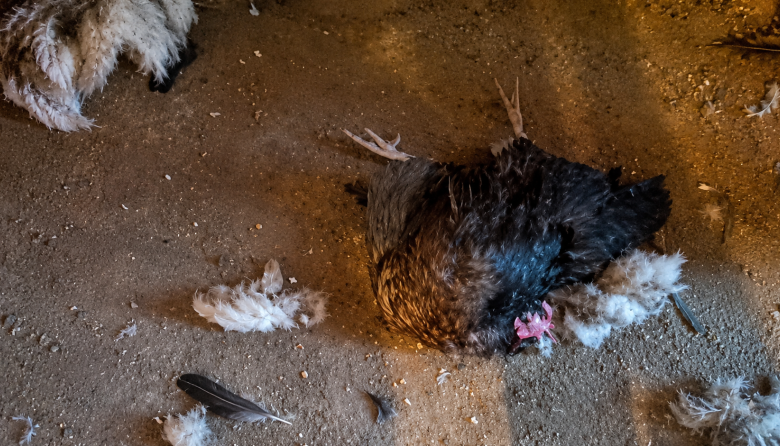 Una escena devastadora: un perro arrasó con los animales de una granja de Río Grande
