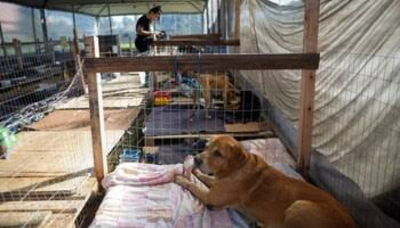 Como Perros y Gatos supera los $2 millones de deuda y pide ayuda para continuar con los rescates