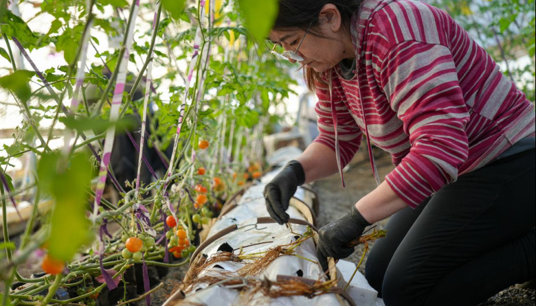 Frutillas fueguinas: Río Grande inicia una experiencia para abrir una nueva oportunidad productiva