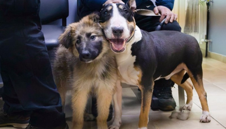 Vacunas, chipeos y nuevos hogares: jornada gratuita para mascotas en Río Grande