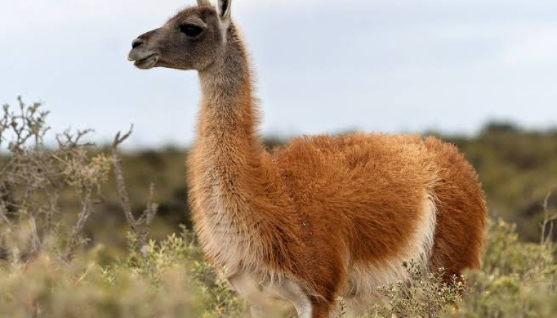 Magallanes busca convertir la carne de guanaco en un producto con identidad y valor comercial
