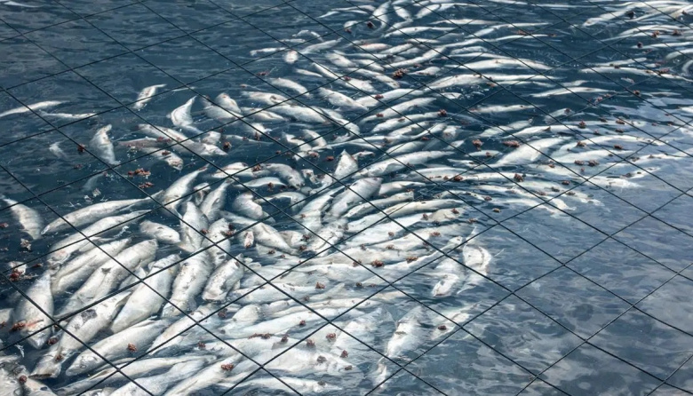 Murieron casi 918 toneladas de salmones en Chile y crece la preocupación en Tierra del Fuego