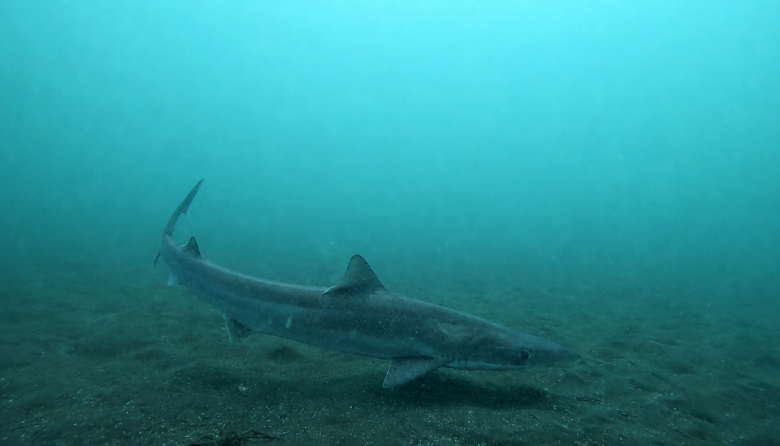Investigadores fueguinos presentaron estudios sobre tiburones y rayas del Atlántico Sur