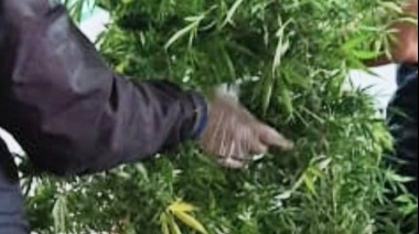 Encontraron 28 plantas de marihuana en un allanamiento