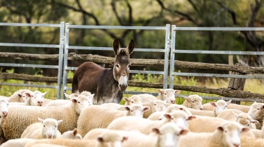 Campo fueguino prueba con ‘burros ovejeros’