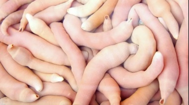 Aparecieron "peces pene" en El Murtillar