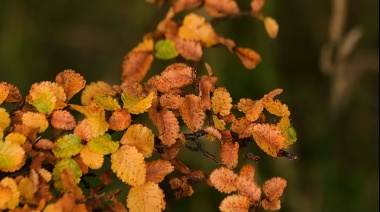 El Ñire, una planta que tiene propiedades antioxidantes y anticancerígenas