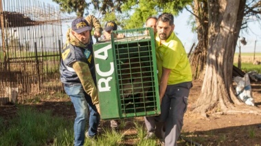 Ambiente trasladó seis pumas provenientes del tráfico de fauna a Uruguay