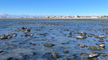 Alarma mundial y el proyecto para protegerlos en Tierra del Fuego