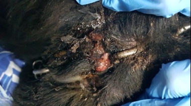 Deplorable estado de los perros que cuidaban las termas