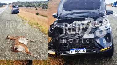 Familia atropelló un guanaco