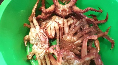 Se decomisaron piezas de centolla en un restaurante de Ushuaia