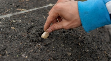 El Servicio Penitenciario inició junto al INTA un proyecto para desarrollar el cultivo local de ajo violeta