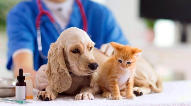 Municipio de Río Grande intimó al Colegio Veterinario a cumplir con la Ordenanza Vigente