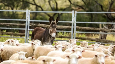 En Chubut se quieren comer a los burros y destacan su “muy buen sabor”