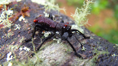 El "Caballito", insecto nativo, maestro del camuflaje y sagrado para los Selk´nam