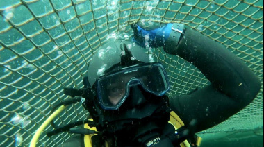 Salmoneras: Suman 83 muertes de buzos y cientos con enfermedades óseas irreversibles
