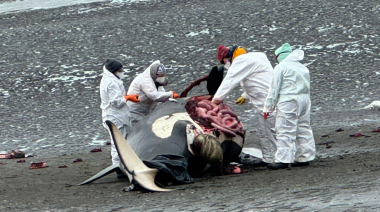 Científicos del CADIC realizan necropsia a la orca hallada en la bahía San Sebastián