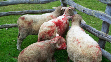 “Cada vez hay más ataques de perros asilvestrados al ganado fueguino”, advirtió el biólogo Adrián Schiavini